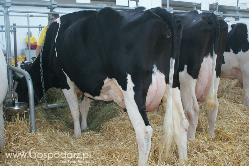 Bydło mleczne na XXV Krajowej Wystawie Zwierząt Hodowlanych