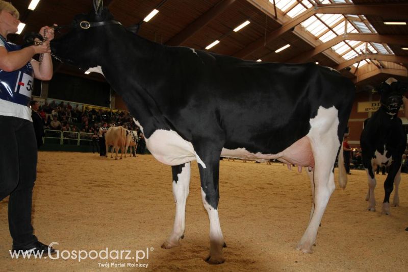 Wystawa  Blickpunkt Rind 2013 w miejscowości Paaren/Glien (Niemcy)
