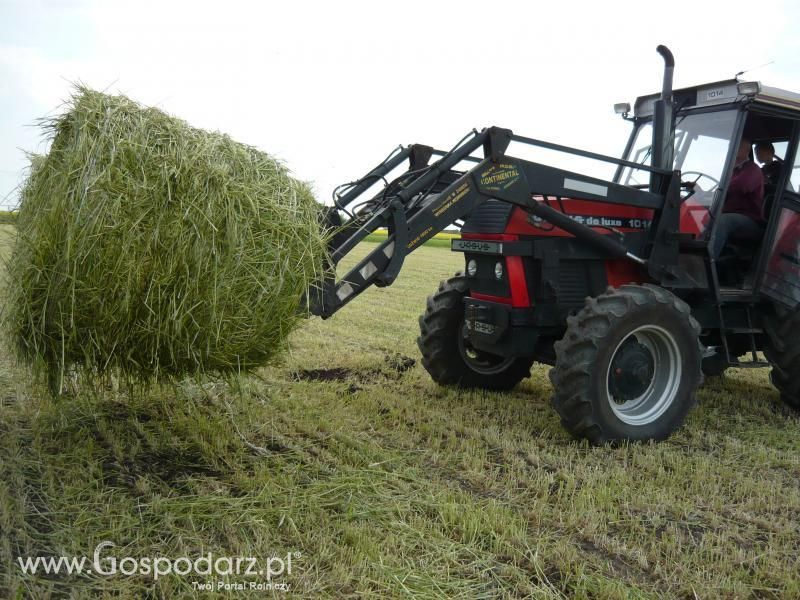 Akcjia Żyto 2011 z MrZgredy;)