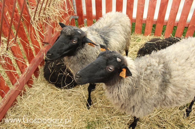 Konferencja Naukowo-Techniczna pt. Innowacyjność w produkcji zwierzęcej - oczekiwania czy konieczność dzień drugi