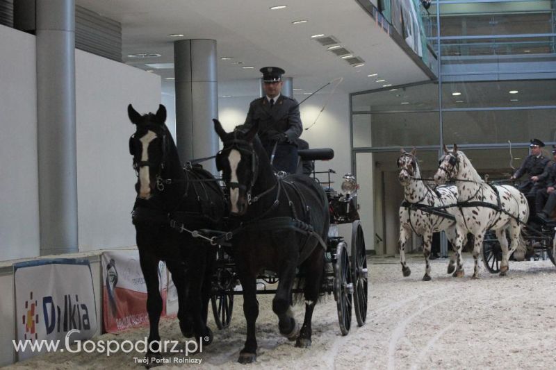 CAVALIADA 2013 w Poznaniu