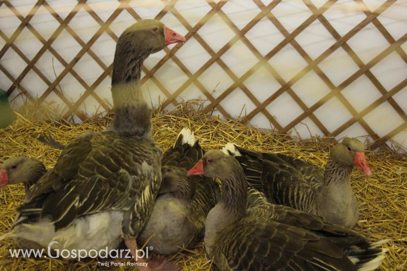 XXVI Krajowa Wystawa Zwierząt Hodowlanych - piątek