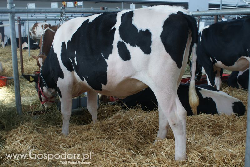 Bydło mleczne na XXV Krajowej Wystawie Zwierząt Hodowlanych