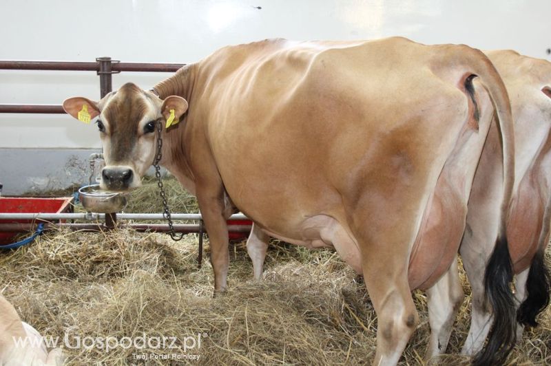 VII Ogólnopolska Wystawa Bydła Hodowlanego - Sielinko 2012