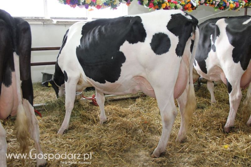 VII Ogólnopolska Wystawa Bydła Hodowlanego - Sielinko 2012