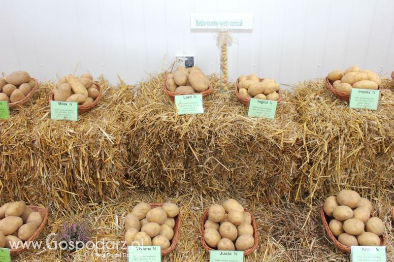 XIX Krajowe Dni Ziemniaka w Marszewie