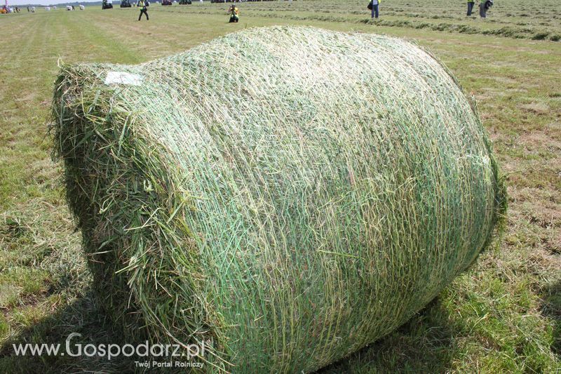 Zielone Agro Show pokaz maszyn rolniczych