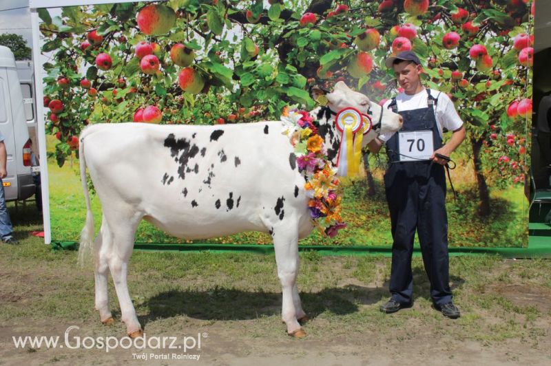 Bydło - Szepietowo 2012 XIX Regionalna Wystawa Zwierząt Hodowlanych