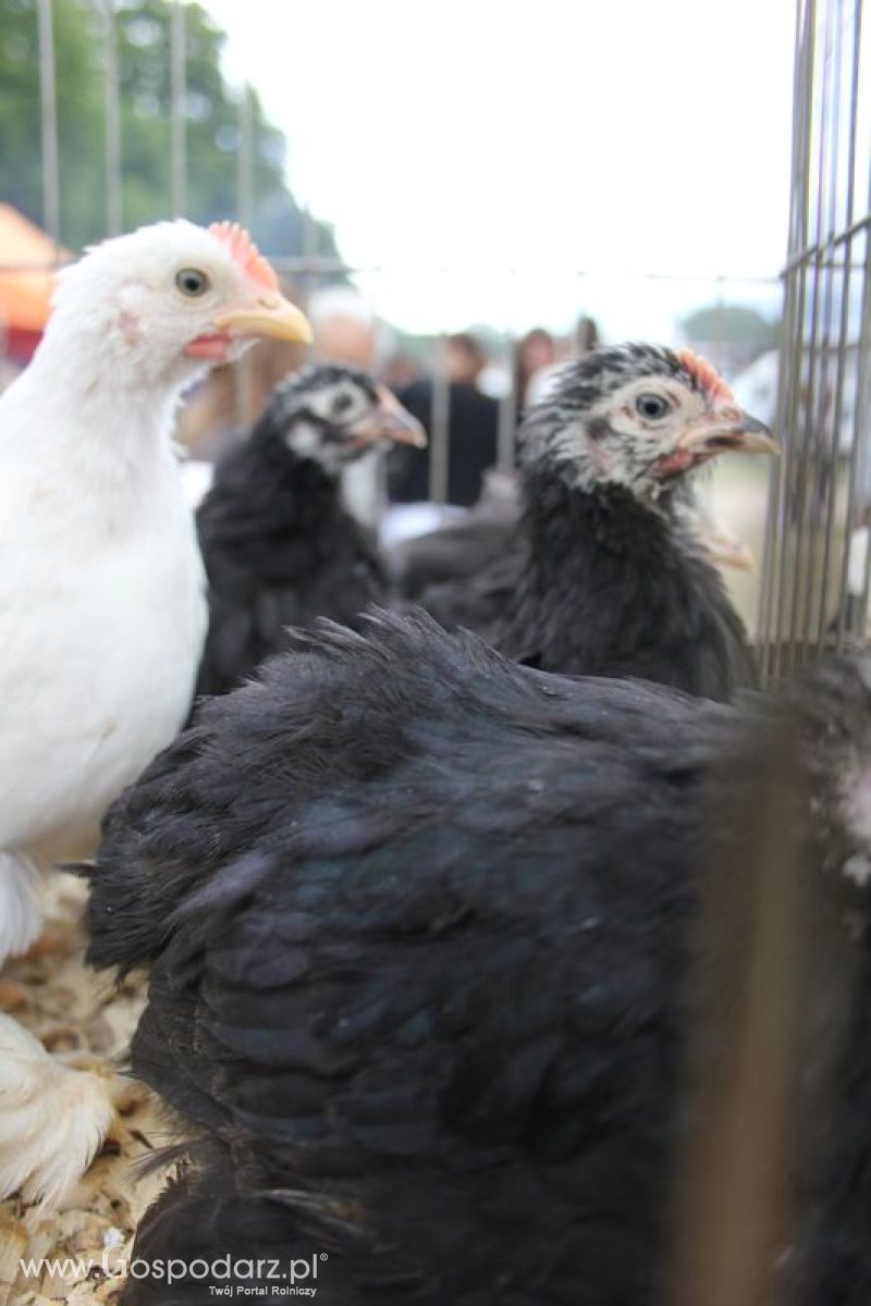 XVIII Regionalna Wystawa Zwierząt Hodowlanych w Szepietowie - niedziela