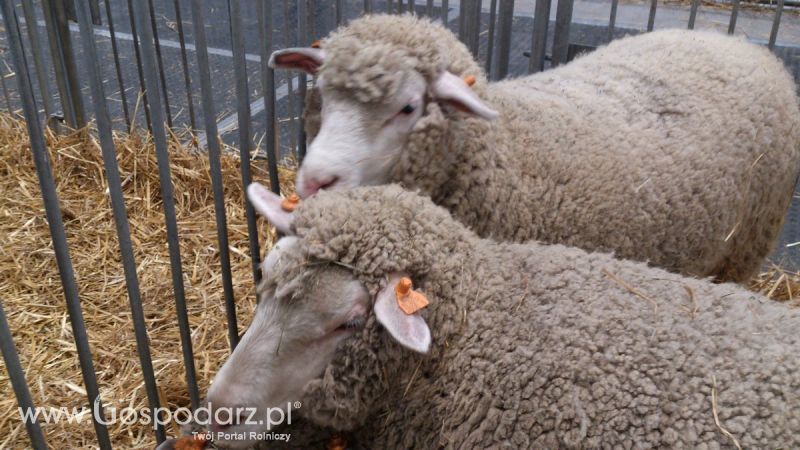 KWZH 2015. Bliskie spotkania ze zwierzętami hodowlanymi