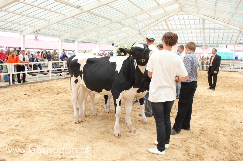Wystawa bydła Sielinko 2011