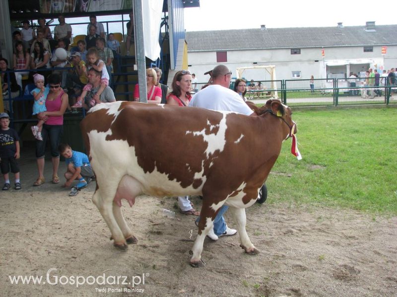 Bydło - Szepietowo 2012 XIX Regionalna Wystawa Zwierząt Hodowlanych