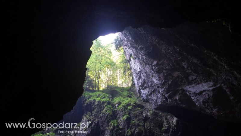 Precyzyjni Gospodarze w Czechach