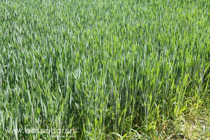 Zielone AGRO SHOW – POLSKIE ZBOŻA 2014 w Sielinku - niedziela