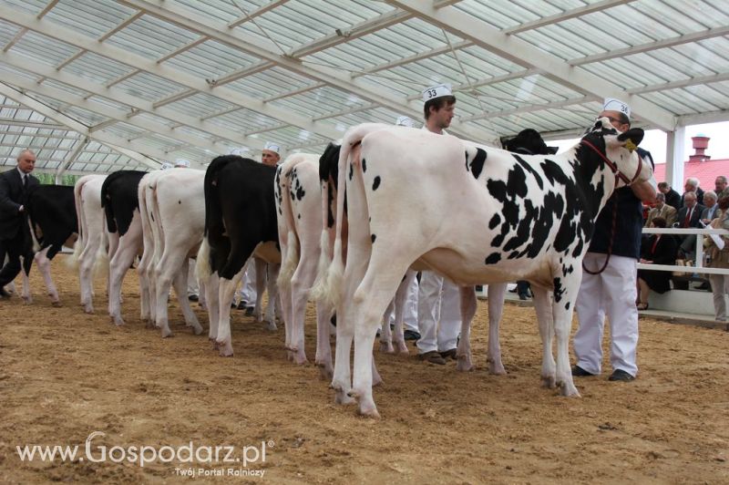 VII Ogólnopolska Wystawa Bydła Hodowlanego - Sielinko 2012
