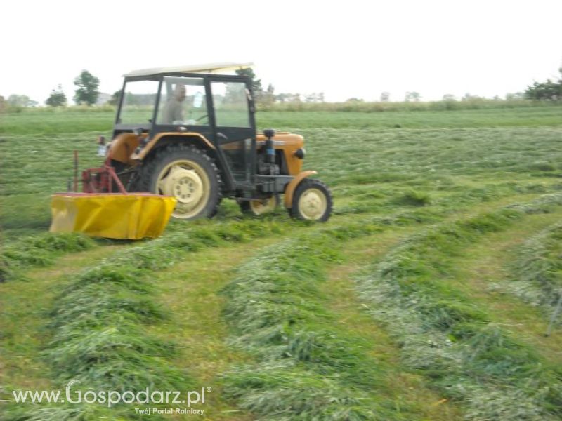 pierwsze sianokosy w roli głownej ursus c330M...