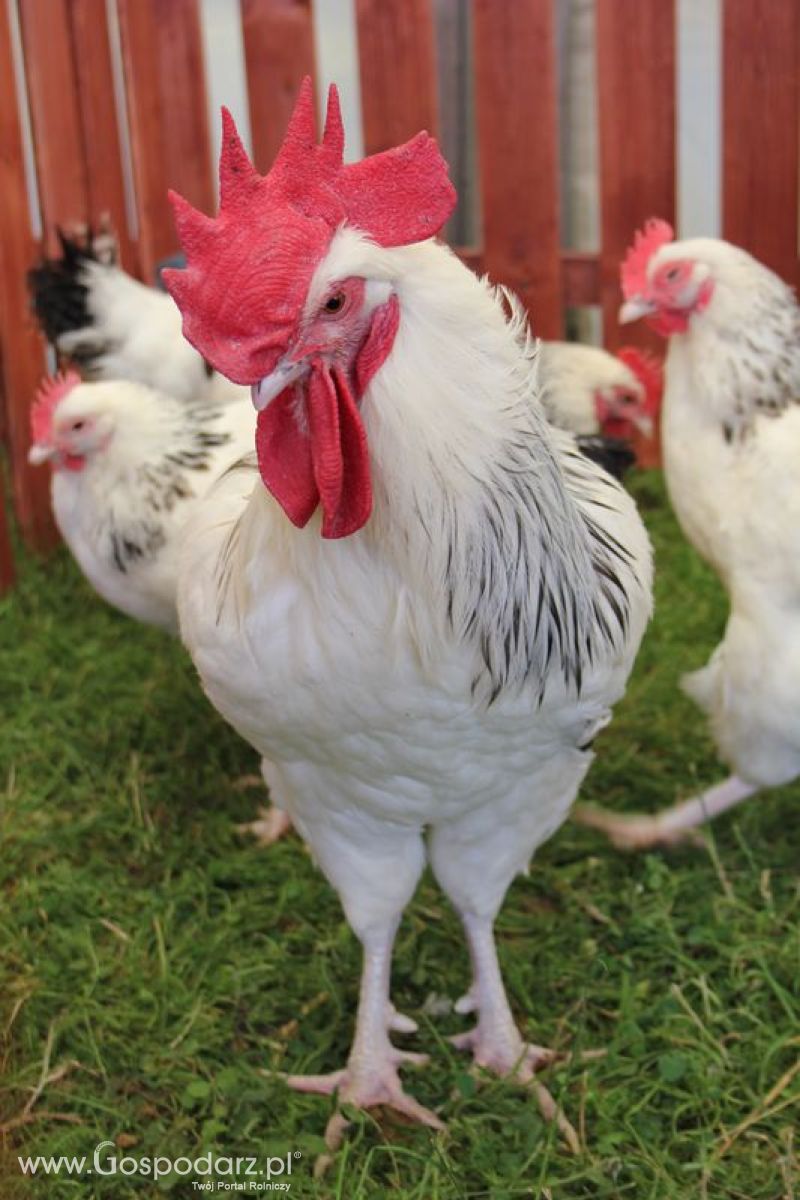 Konferencja Naukowo-Techniczna pt. Innowacyjność w produkcji zwierzęcej - oczekiwania czy konieczność dzień drugi