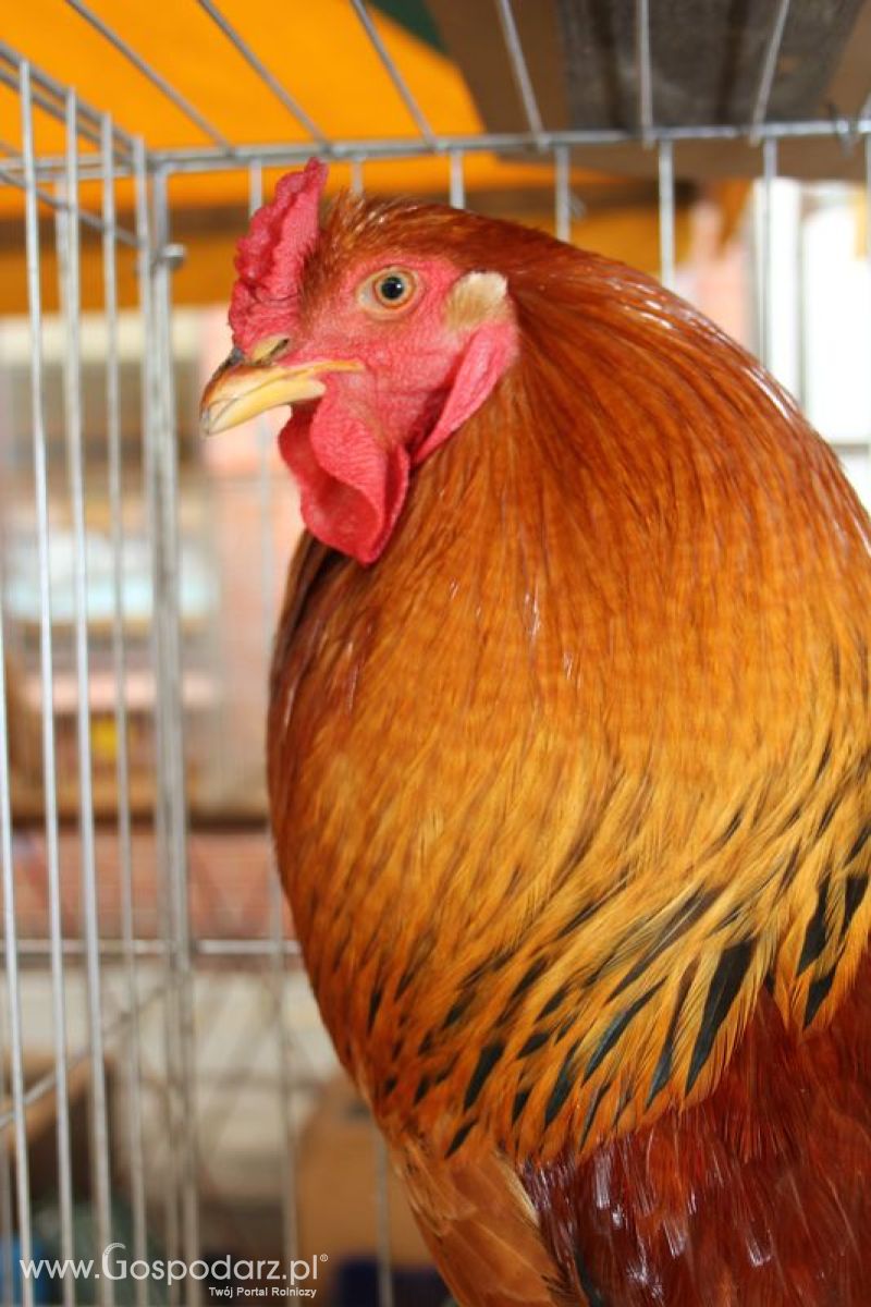 Wielkopolskie Targi Rolnicze „Sielinko 2011”  - Sobota