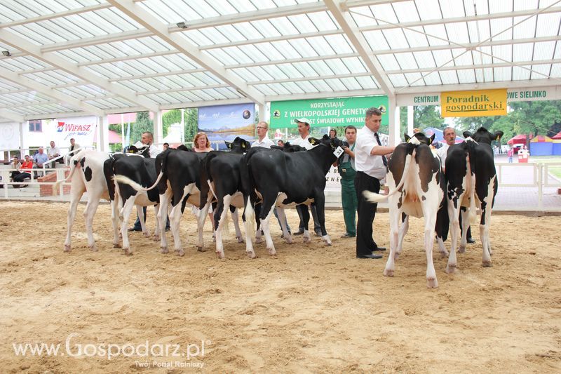 Wystawa bydła Sielinko 2011