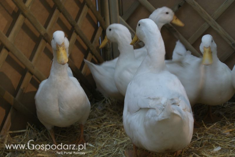 Gęsi, kury, kaczki, strusie na XXV Krajowej Wystawie Zwierząt Hodowlanych