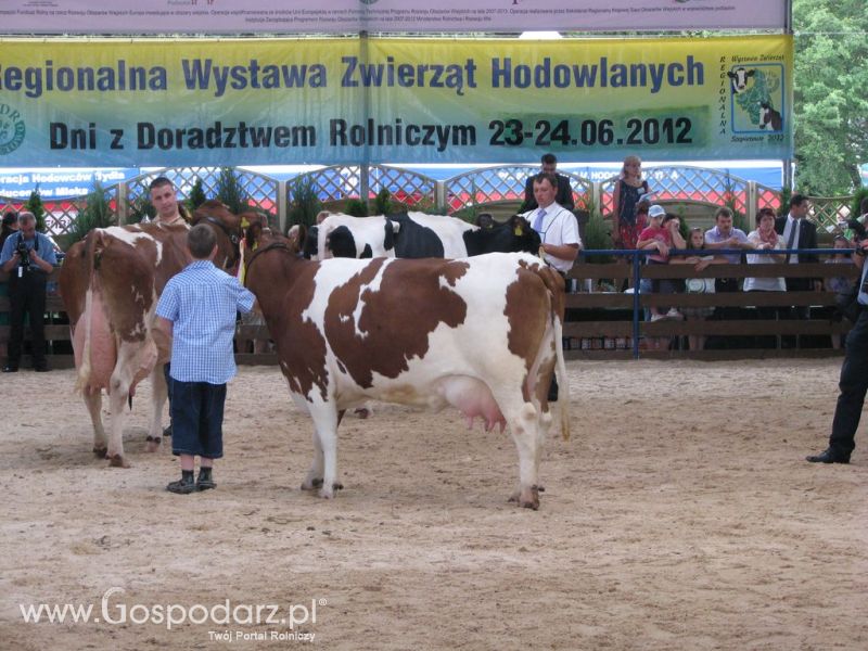 Bydło - Szepietowo 2012 XIX Regionalna Wystawa Zwierząt Hodowlanych