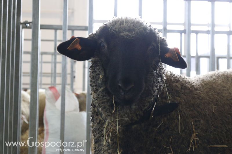 Krajowa Wystawa Zwierząt Hodowlanych w Poznaniu 2017 (piątek, 5 maja)