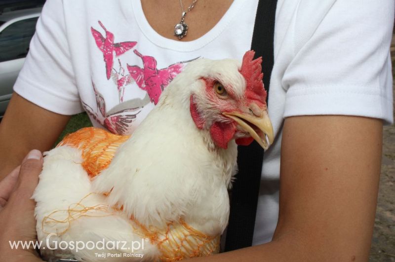 Szepietowo 2012 XIX Regionalna Wystawa Zwierząt Hodowlanych, I Ogólnopolska Wystawa Drobiu oraz Dni z Doradztwem Rolniczym