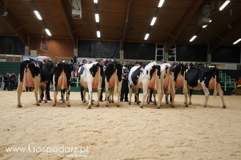 Wystawa  Blickpunkt Rind 2013 w miejscowości Paaren/Glien (Niemcy)