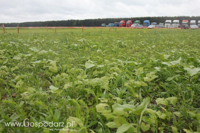 Polskie Zboża i Zielone Agro Show 2013