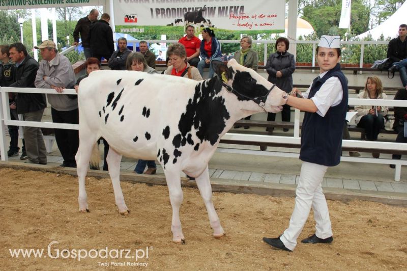 VII Ogólnopolska Wystawa Bydła Hodowlanego - Sielinko 2012