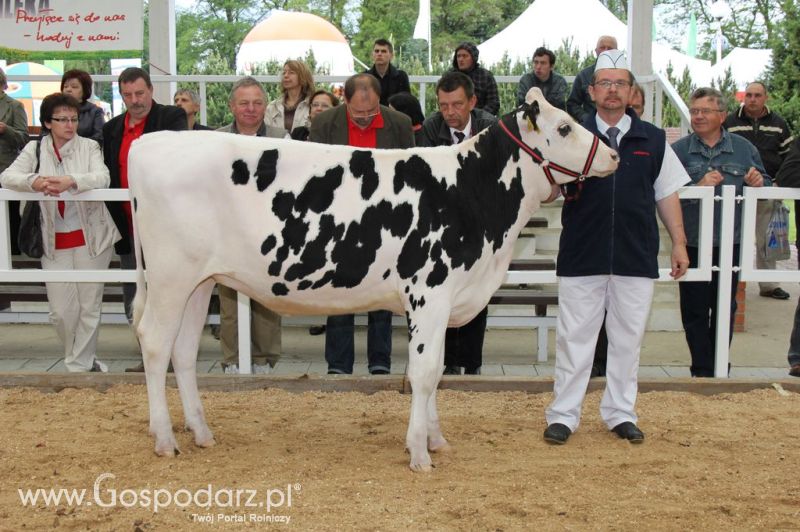 VII Ogólnopolska Wystawa Bydła Hodowlanego - Sielinko 2012
