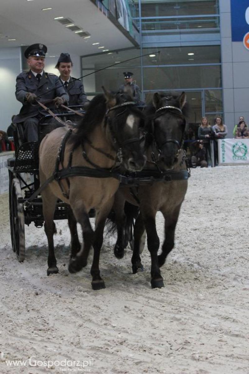 CAVALIADA 2013 w Poznaniu