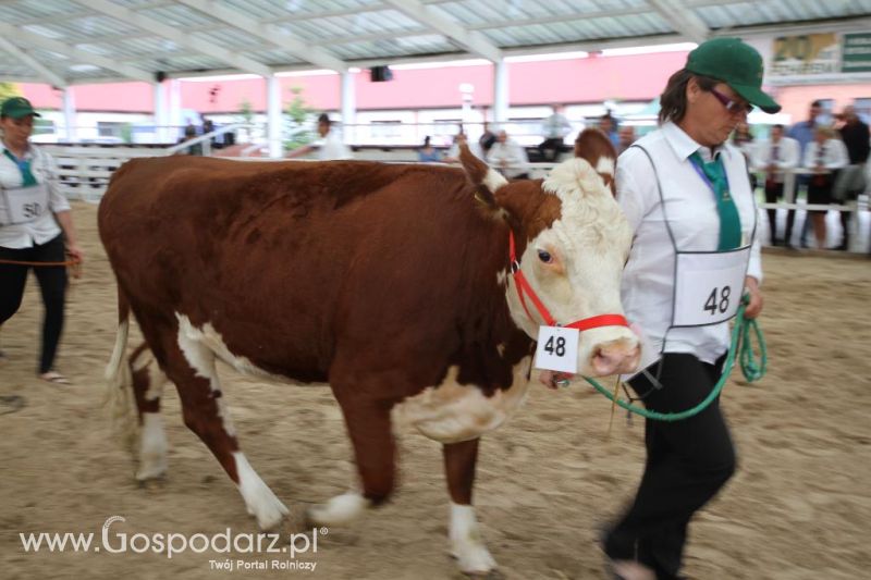 I Krajowa Wystawa Bydła Mięsnego w Sielinku - sobota