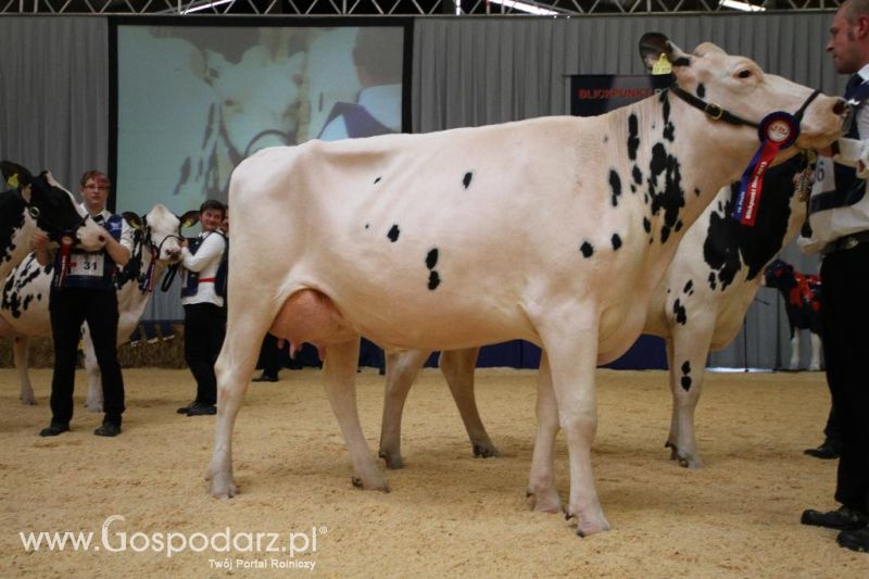 Wystawa  Blickpunkt Rind 2013 w miejscowości Paaren/Glien (Niemcy)