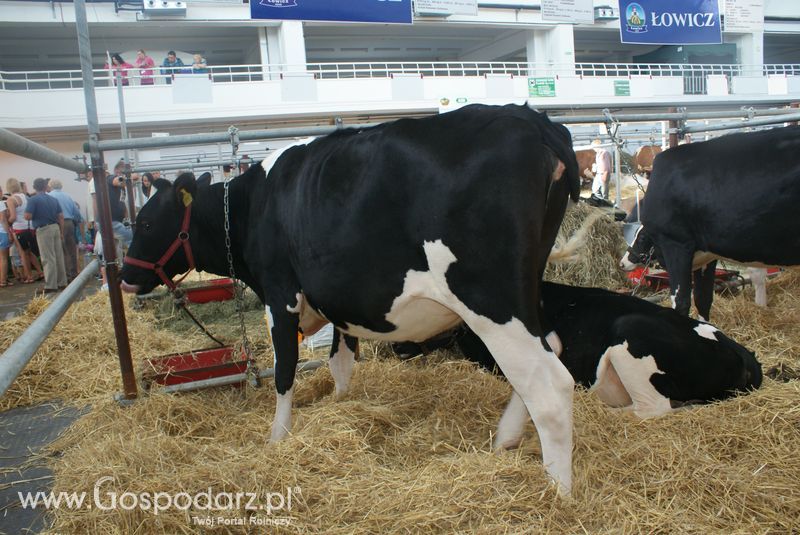 Bydło mleczne na XXV Krajowej Wystawie Zwierząt Hodowlanych