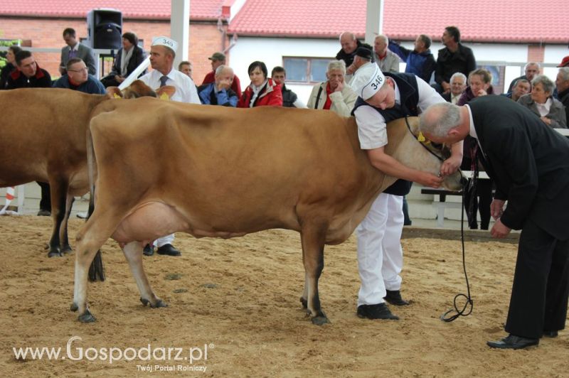 VII Ogólnopolska Wystawa Bydła Hodowlanego - Sielinko 2012