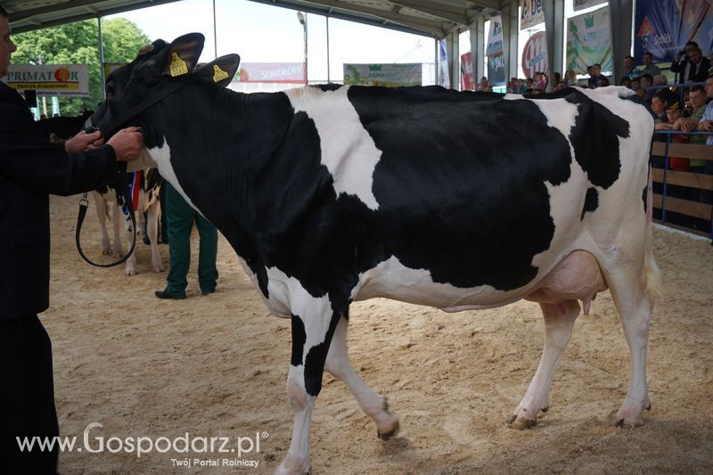 Wystawa zwierząt w Szepietowie