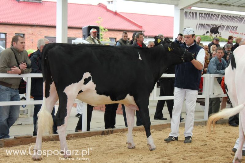 VII Ogólnopolska Wystawa Bydła Hodowlanego - Sielinko 2012