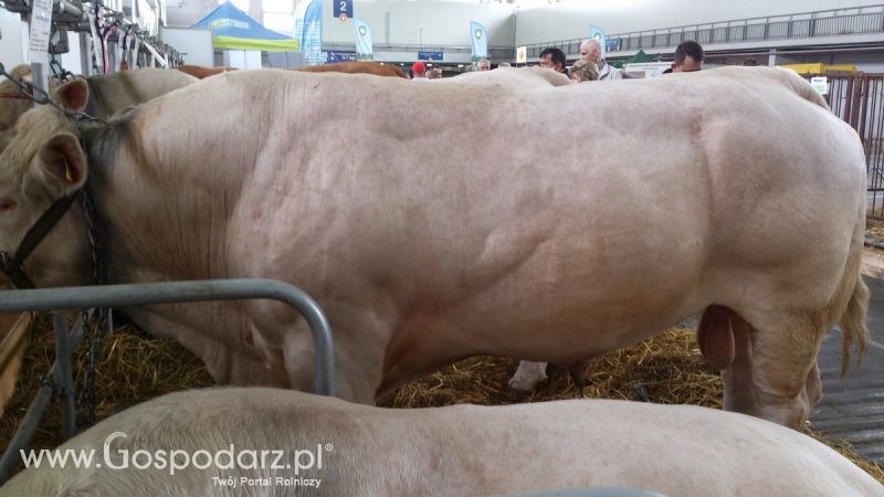 KWZH 2015. Bliskie spotkania ze zwierzętami hodowlanymi