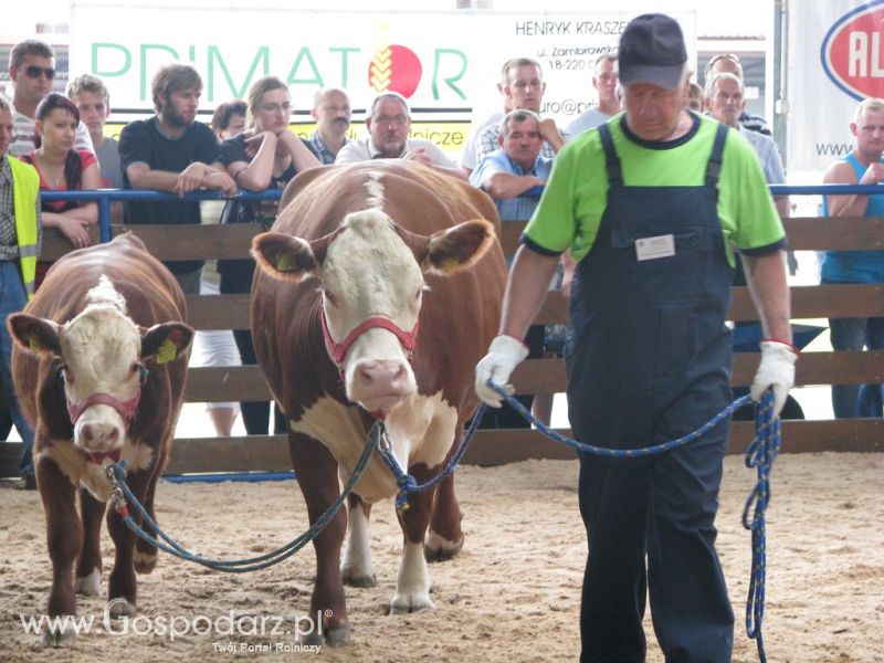 Bydło - Szepietowo 2012 XIX Regionalna Wystawa Zwierząt Hodowlanych