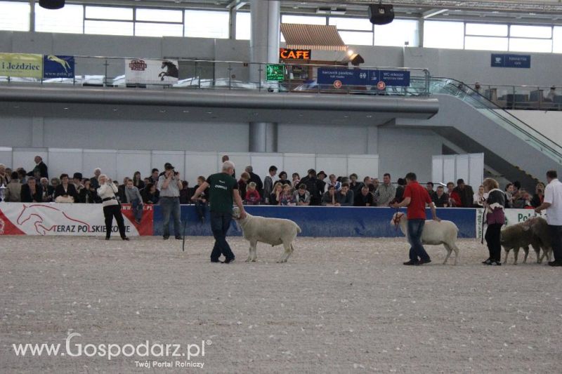 XXVI Krajowa Wystawa Zwierząt Hodowlanych - sobota i niedziela