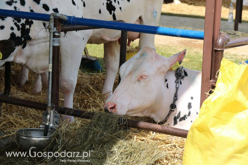 Regionalna Wystawa Zwierząt Hodowlanych i Dni z Doradztwem Rolniczym w Szepietowie 2017