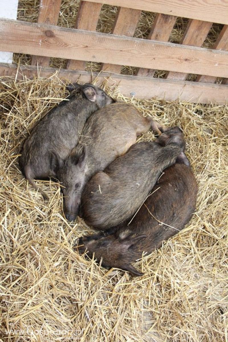 XVIII Regionalna Wystawa Zwierząt Hodowlanych w Szepietowie - niedziela