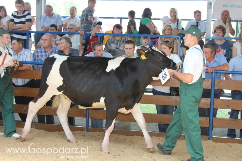 Bydło - Szepietowo 2012 XIX Regionalna Wystawa Zwierząt Hodowlanych