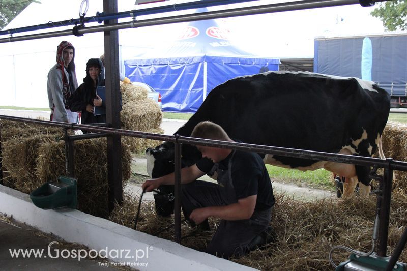XVIII Regionalna Wystawa Zwierząt Hodowlanych w Szepietowie - przygotowania