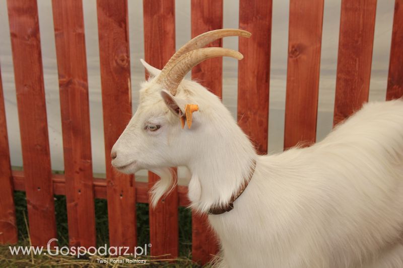 Konferencja Naukowo-Techniczna pt. Innowacyjność w produkcji zwierzęcej - oczekiwania czy konieczność dzień drugi