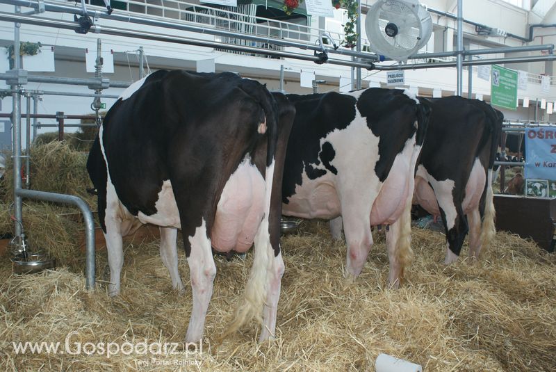 Bydło mleczne na XXV Krajowej Wystawie Zwierząt Hodowlanych