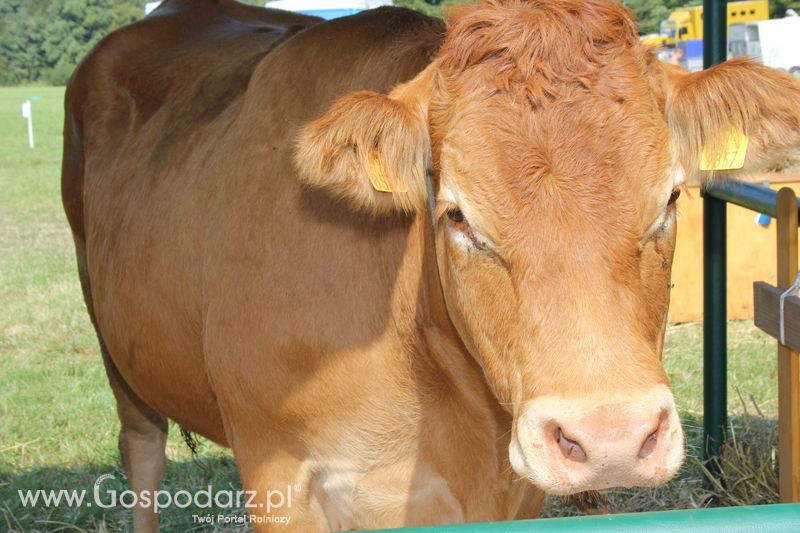 Pożegnanie Wakacji w Rudawce Rymanowskiej