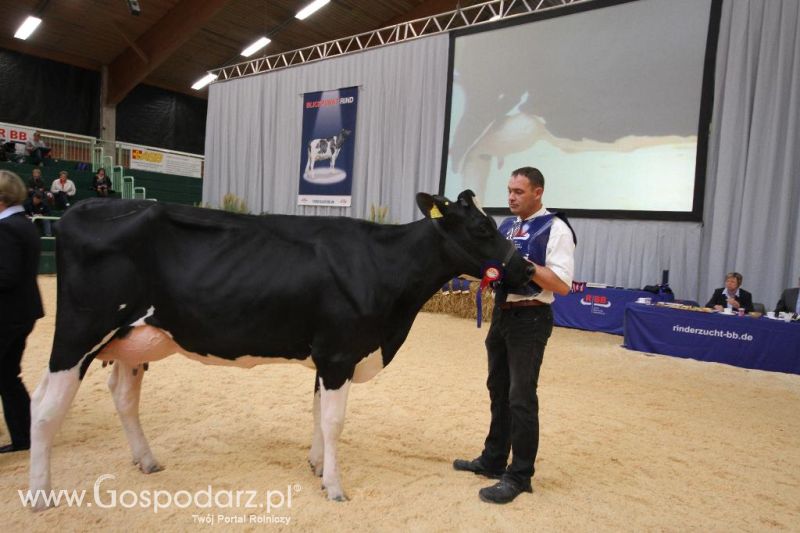 Wystawa  Blickpunkt Rind 2013 w miejscowości Paaren/Glien (Niemcy)