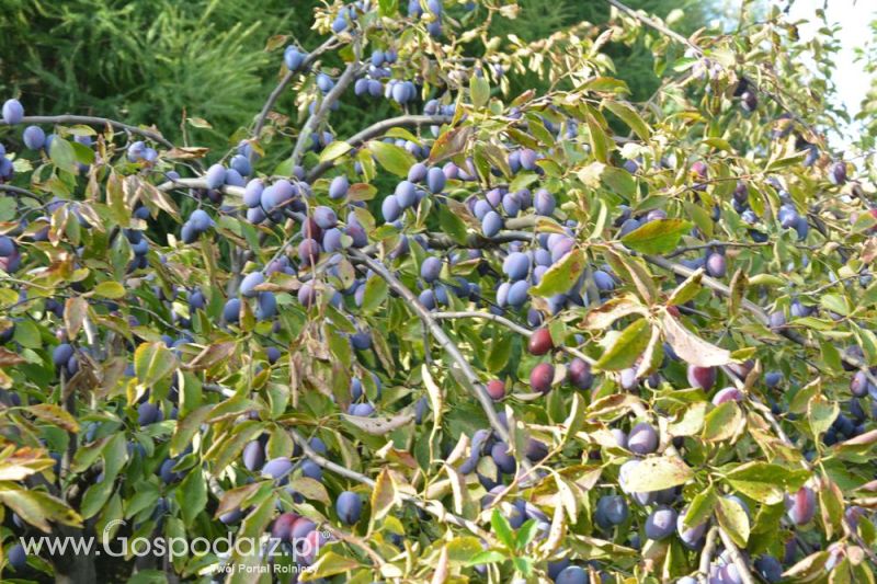 Zbiór śliwek agregatem MAJA CLASSIC